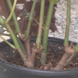 Begonia tuberosa da interno, cura e messa a dimora, coltivazione e propagazione della begonia da giardino, foto delle varietà