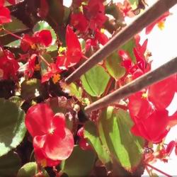 Begonia tuberosa da interno, cura e messa a dimora, coltivazione e propagazione della begonia da giardino, foto delle varietà
