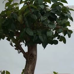 Ficus Benjamin Cura Coltivarlo e Curarlo in Casa, Varietà di Ficus Benjamina e Nomi