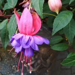Cura del Fiore Fuchsia Ampelia a Casa, Combinazione con Altre Piante