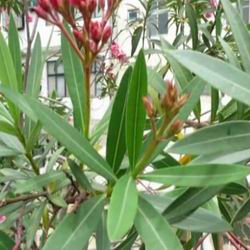 Cura e coltivazione dei fiori di oleandro in casa, foto delle specie, potatura e propagazione