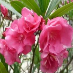 Cura e coltivazione dei fiori di oleandro in casa, foto delle specie, potatura e propagazione