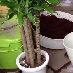 Bambù della fortuna da interno, come curarlo e coltivarlo in casa, piantagione e propagazione
