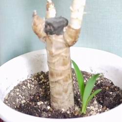 Bambù della fortuna da interno, come curarlo e coltivarlo in casa, piantagione e propagazione