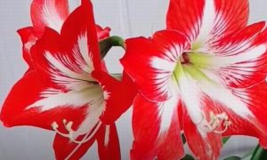 fiore amaryllis significato